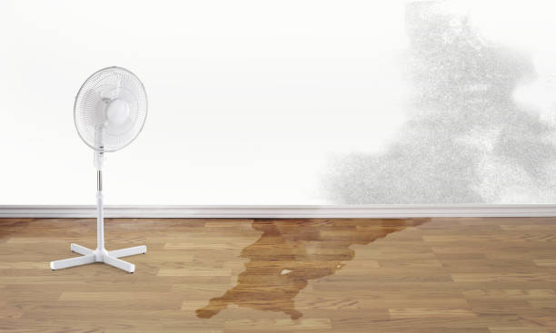 Best Professional water damage repair  in Denton, MD